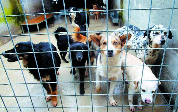 Randagismo, cambiano le regole: affidi più semplici e controlli più rigidi