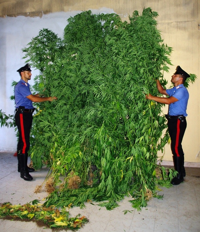Piante-di-marijuana-sequestrate-dai-Carabinieri