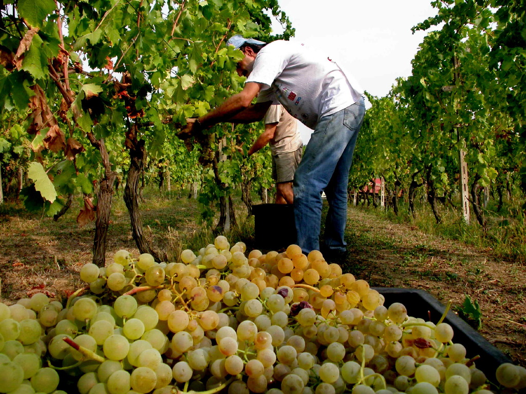Vendemmia al via ad Alcamo: qualità alta, ma pesa l’incognita dei silos pieni