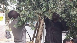 raccolta olive via Roma 25.10.2015_4