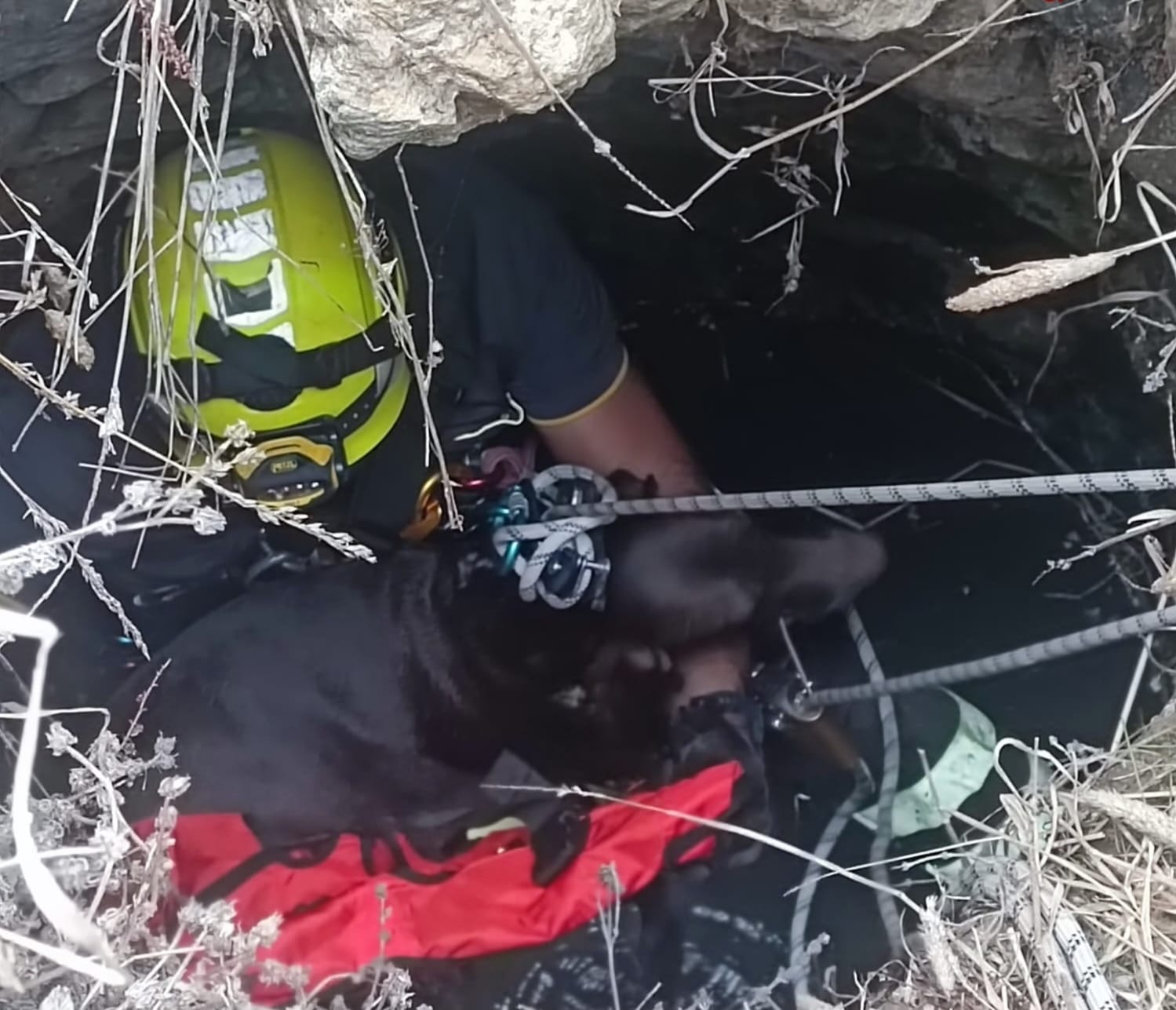 Segesta. Cane finisce in pozzo abbandonato. Salvato e riaffidato al ...
