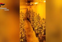 Serra di marijuana in una palazzina di Palermo, arrestato 63enne