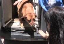 Cani di quartiere: Nocciolina torna libera tra l’affetto dei cittadini di Alcamo