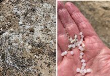 Microplastiche nel Golfo di Castellammare: l’allarme di Fare Ambiente per l’ecosistema marino