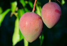 Furti di mango a Balestrate, scatta la vigilanza notturna per difendere il raccolto