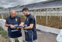 Lavoro nero, 19 irregolari scoperti nelle aziende agricole tra Marsala e Petrosino
