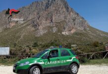 San Vito, cavalli senza riparo né acqua: denunciato il proprietario